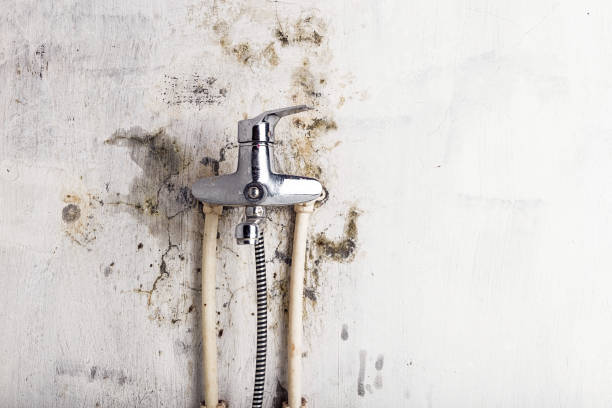 Best Preventive Mold Services in Rhinelander, WI