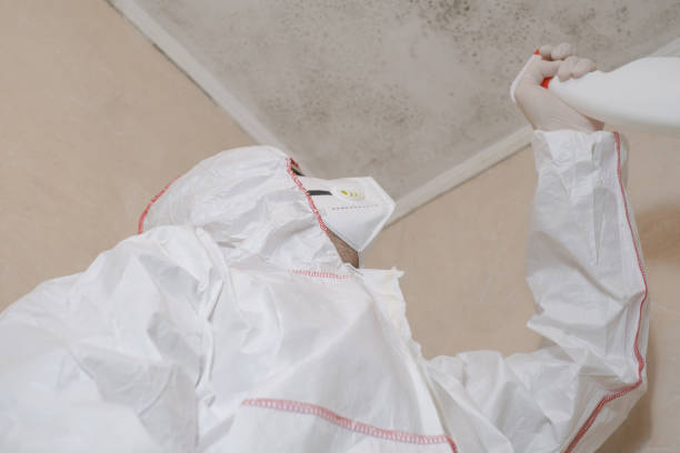 Best Attic Mold Remediation in Rhinelander, WI