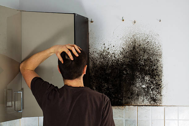 Best DIY Mold Remediation Support Services in Rhinelander, WI